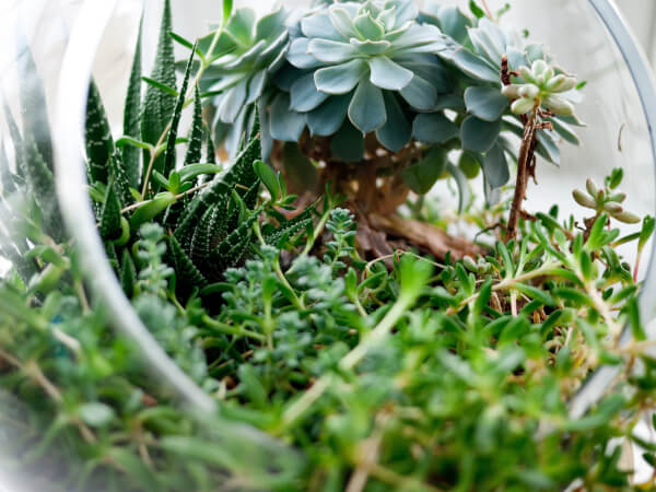 How to Make a Terrarium DIY