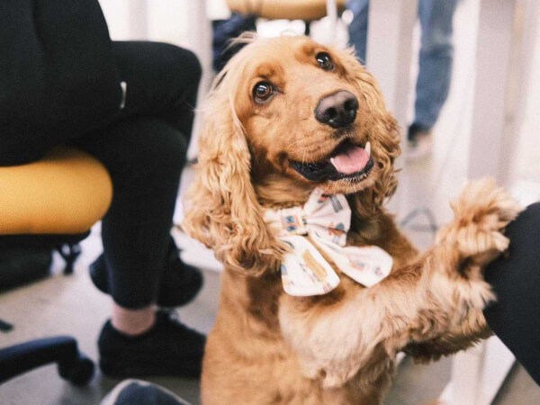 Meet the Real House Dogs of ClassBento