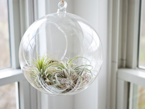 Terrarium Making Ideas
