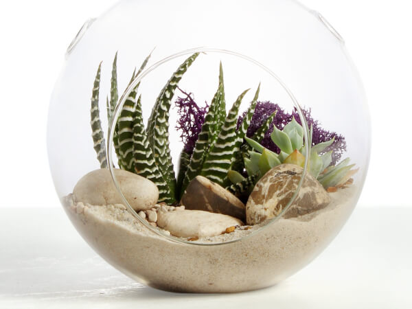 Terrarium Plants