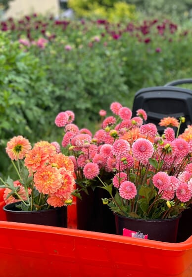 10 Week Farmer to Florist Course