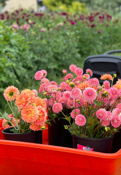 10 Week Farmer to Florist Course