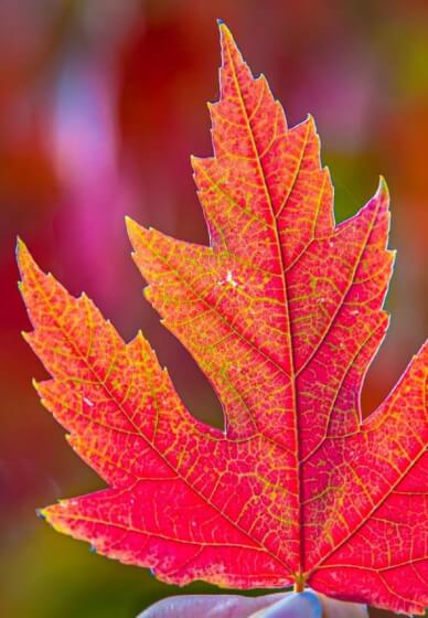 Adelaide Hills Photography Course: Colours of Autumn
