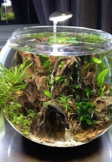 Aquascape Plant Art Workshop