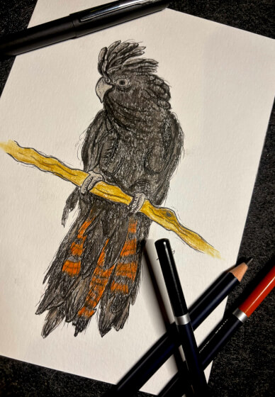 Australian Native Bird Illustration Workshop