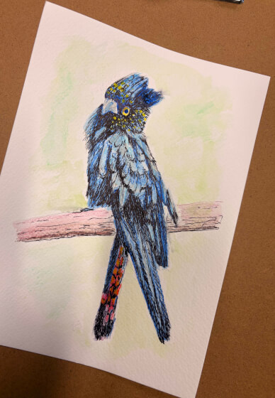 Australian Native Birds: Illustration Workshop