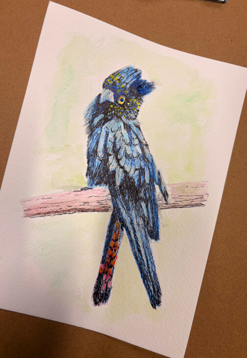 Australian Native Birds: Illustration Workshop