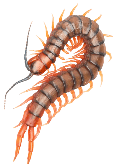 Beautiful Bugs Information Class