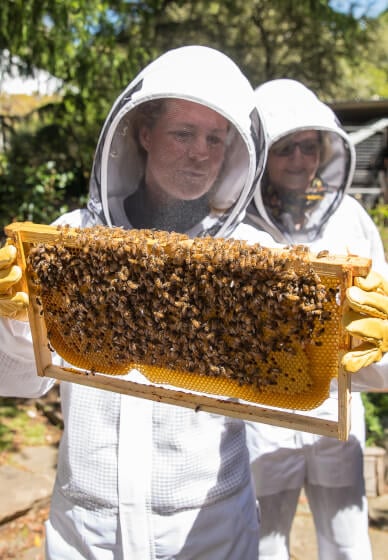 Beekeeping Experience and Honey Tasting