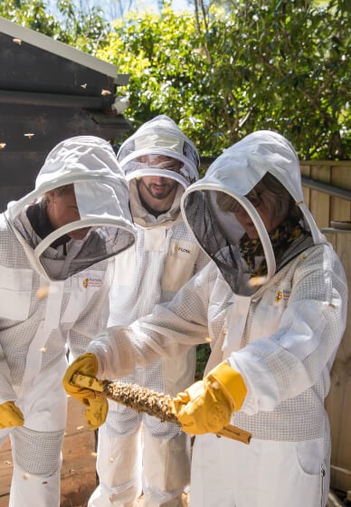 Beekeeping Workshop for Beginners