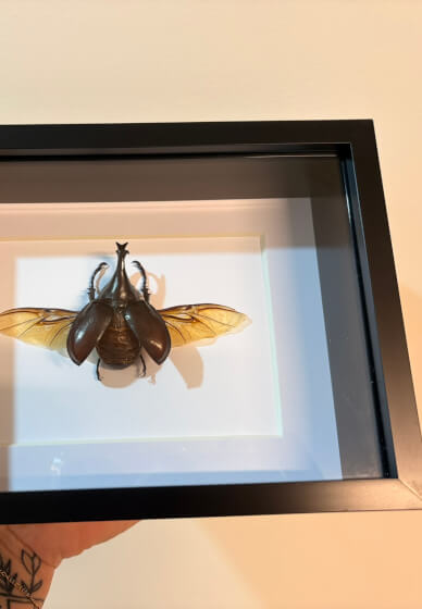 Beetle Pinning Class
