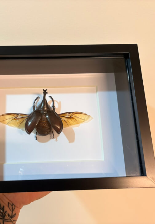 Beetle Pinning Class