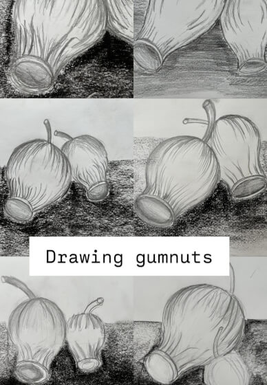Beginner Pencil Drawing Class: Australian Gumnuts