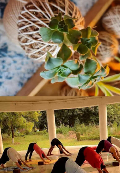 Beginners Kokedama and Yoga Workshop
