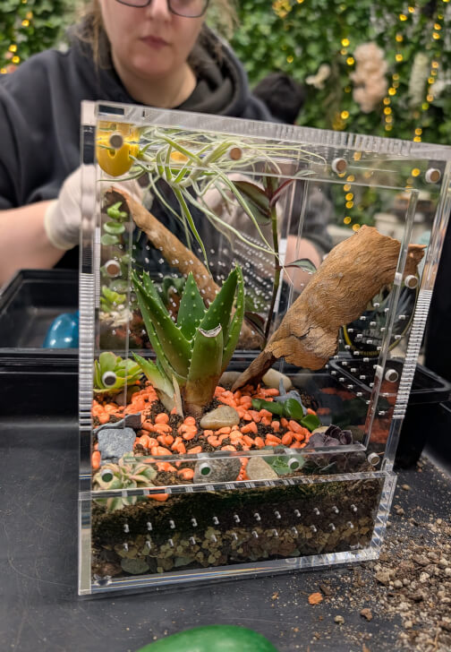 Bioactive Jumping Spider Enclosure Workshop