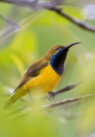 Bird Photography Workshop