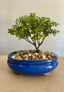 5 amazing bonsai trees to give a zen garden feel! - Michael Perry