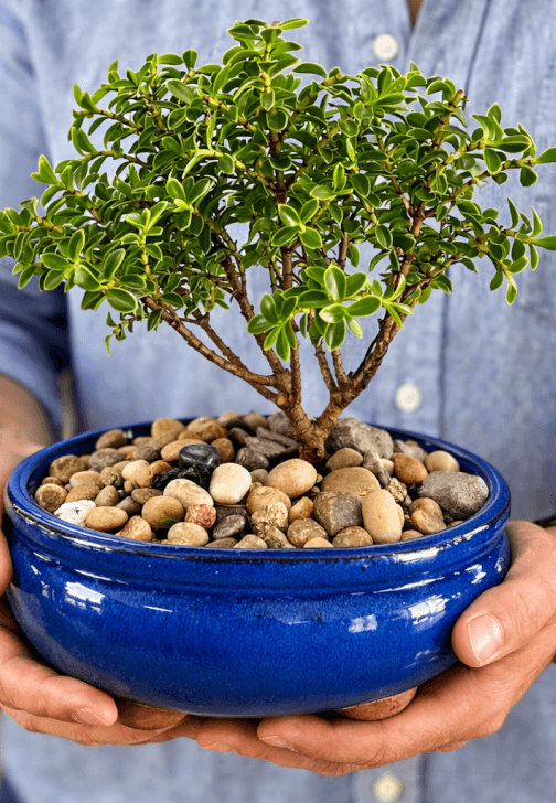 Bonsai Class for Beginners