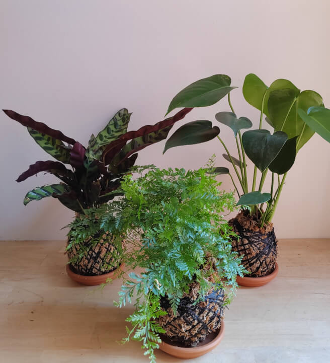 Botanical Design Workshop: Kokedama