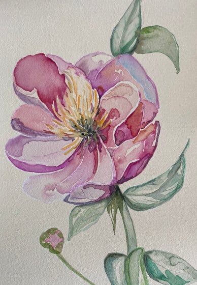 Botanical Drawing Course for Beginners
