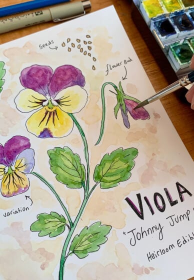 Botanical Watercolour and Ink Painting Workshop