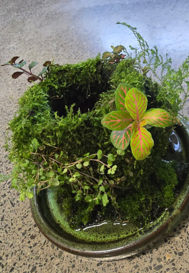 Botanical Workshop: Aqua Moss Garden