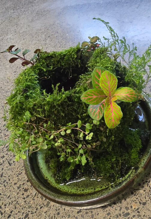 Botanical Workshop: Aqua Moss Garden