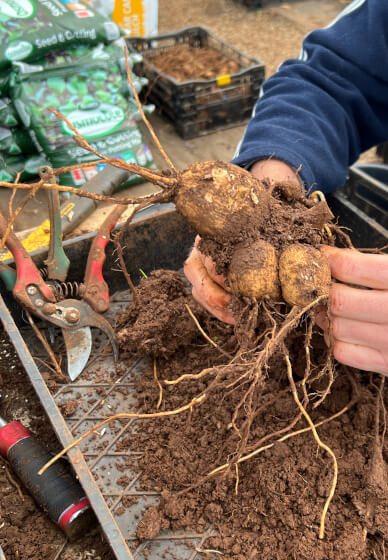Botaniculture Garden Club: Dahlia Dig and Divide Workshop