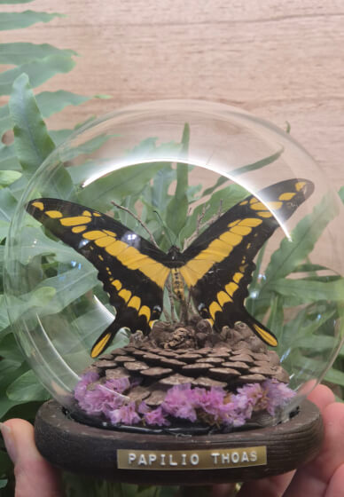 Butterfly Pinning Workshop