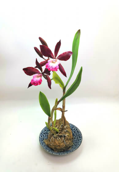 Clay Sculpture Course: Orchid Flower