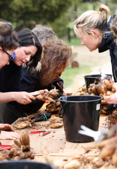 Dahlia Masterclass 2025