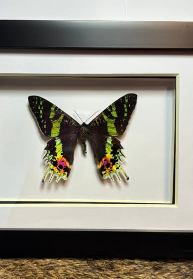 Day Moth Pinning Class