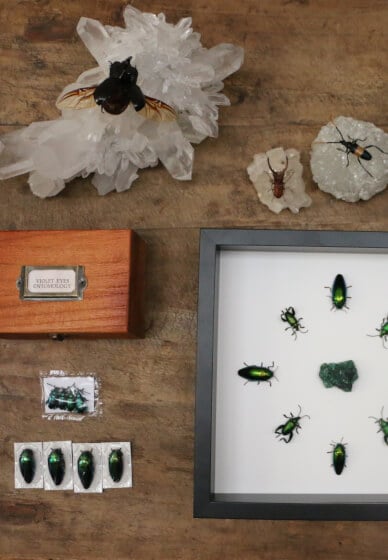 DIY Entomology Guide: Volume 2 Craft Kit