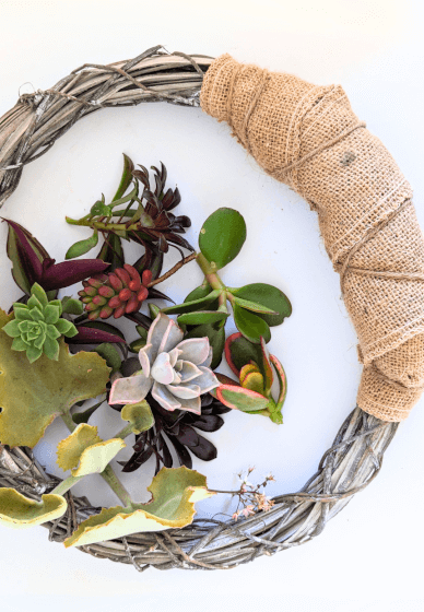 DIY Living Succulent Wreath Kit