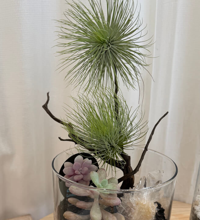 DIY Mini Terrarium Making Class