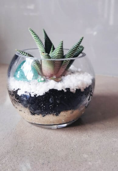 DIY Succulent Terrarium Craft Kit