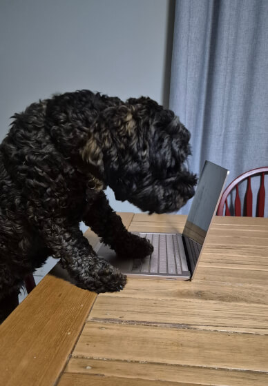 Dog Toy Workshop: Make at Home