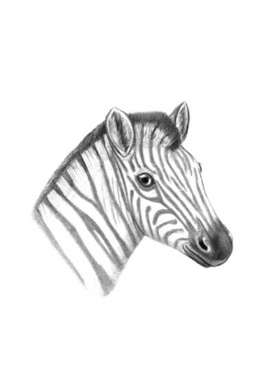 Drawing Class for Kids: Zebras