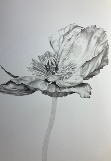 Drawing Flowers in Graphite