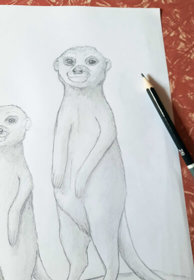 Drawing for Kids: Meerkats