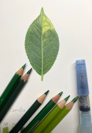 Drawing Leaves in Coloured Pencils Class