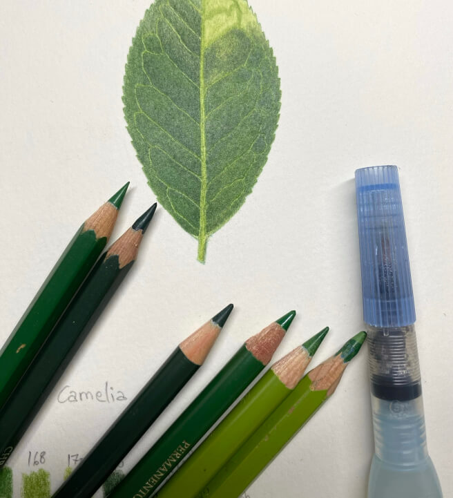 Drawing Leaves in Coloured Pencils Class