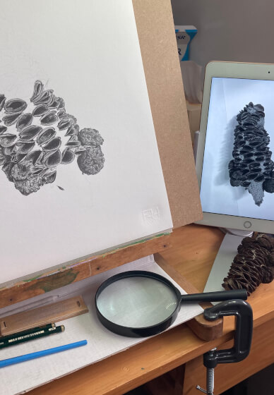 Drawing Seedpods in Graphite