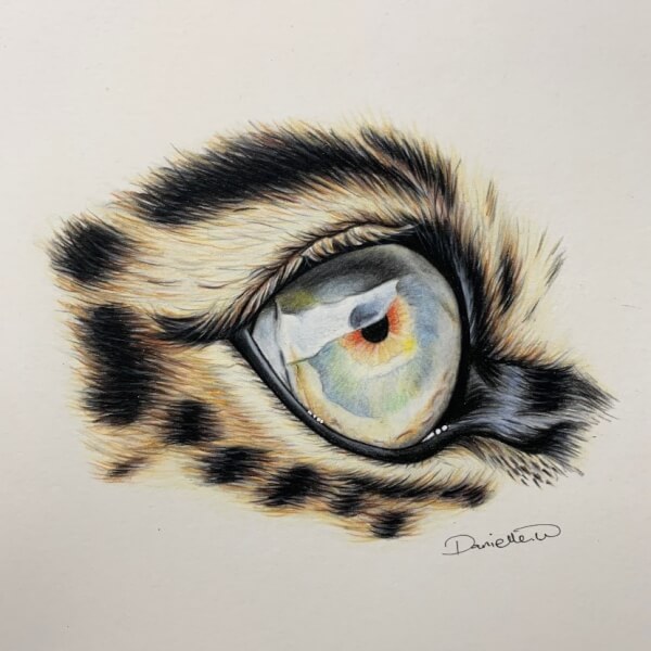 Drawing Workshop: Leopard Eye Brisbane | Experiences | ClassBento