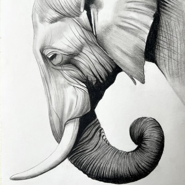 Elephant Drawing | Tips and Inspiration for Drawing Elephants-saigonsouth.com.vn