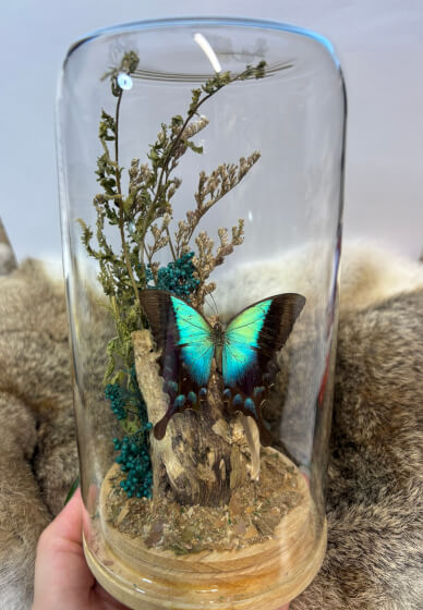 Entomology Workshop: DIY Butterfly Dome