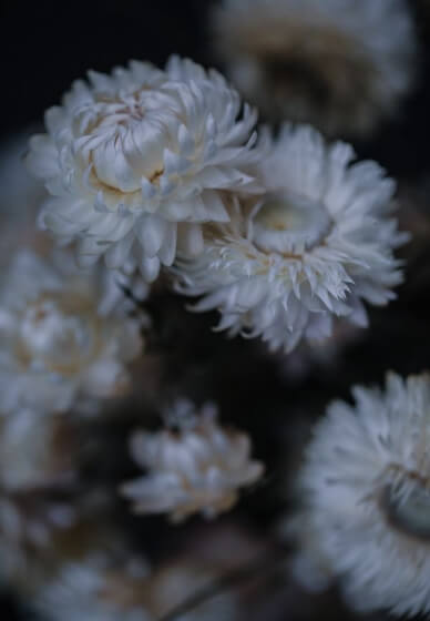 Everlasting Bloom Arranging Workshop in the Garden
