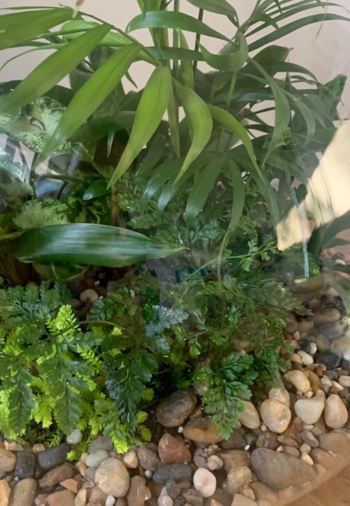 Father's Day Jungle Glass Bowl Terrarium Workshop
