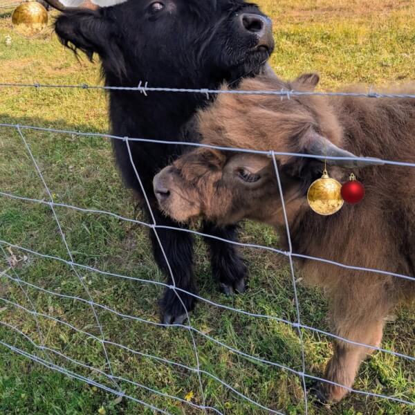 Festive Wreath Making Workshop and Highland Cows