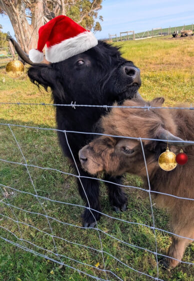 Festive Wreath Making Workshop and Highland Cows